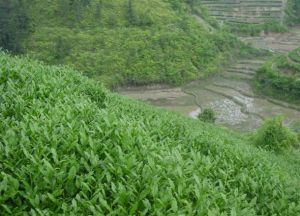 宝茶庄