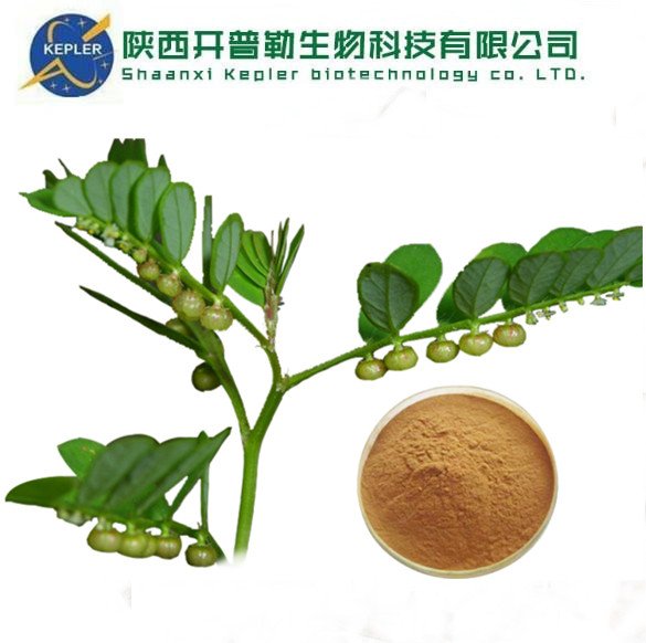 开普勒 工厂直售 珠子草提取物 珠子草粉 水溶性