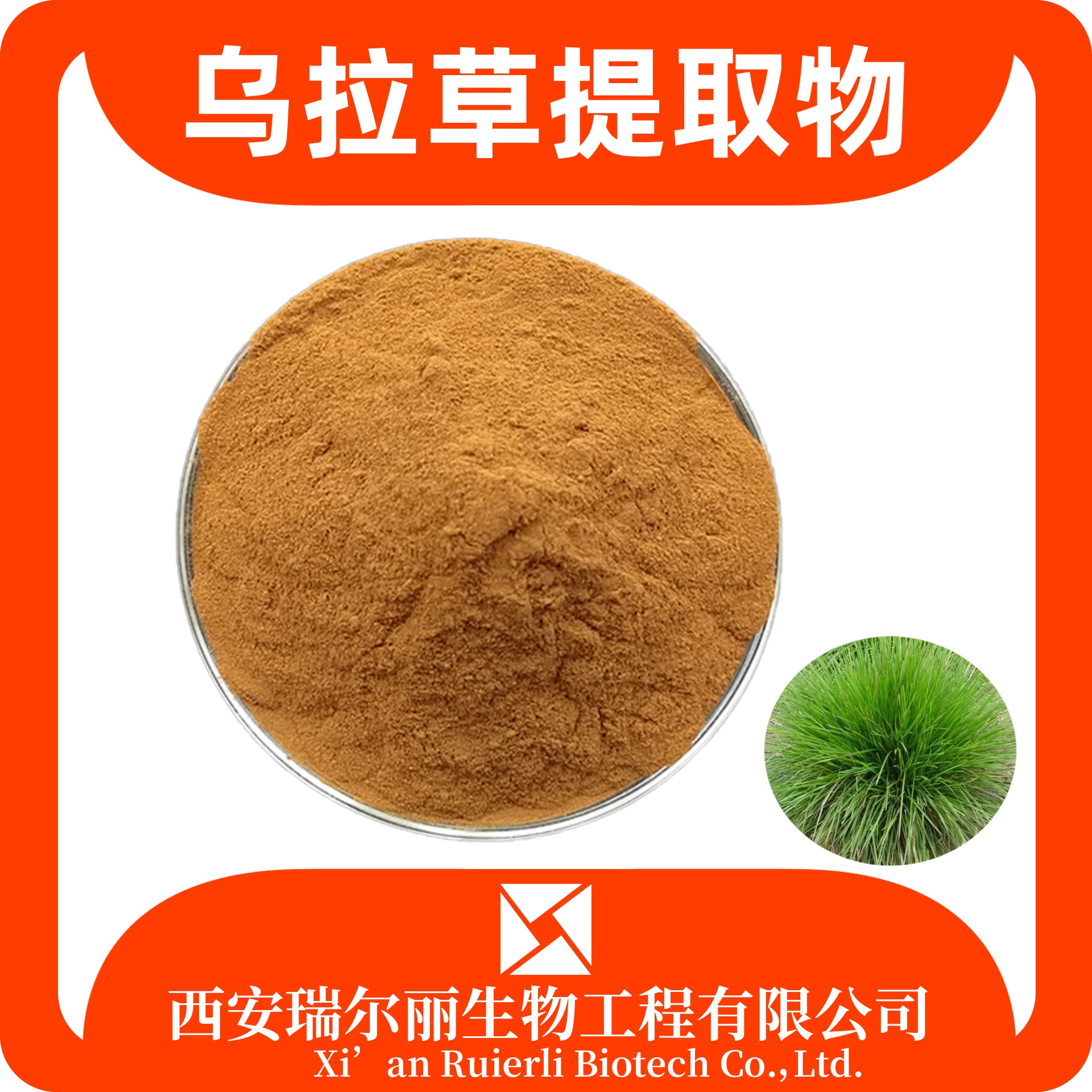乌拉草提取物 10:1 乌拉草粉 SC证可定制 速溶浓缩 源头工厂