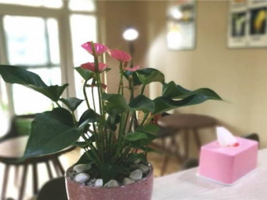 TwoPlus披萨和茶