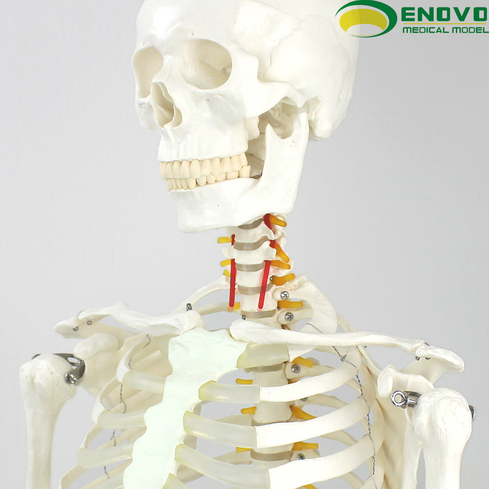 ENOVO颐诺170CM人体骨骼模型美术医学用脊柱弯曲瑜伽健身骨架模型人工智能医疗AI具身机器人