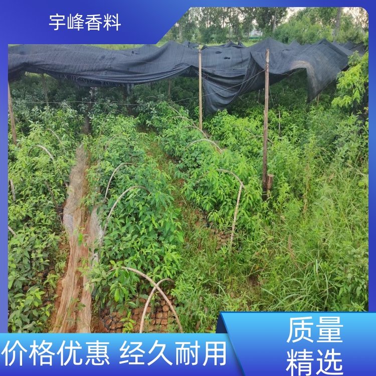 宇峰庭院栽植龙脑樟树容器苗常绿乔木规格齐全产地直发