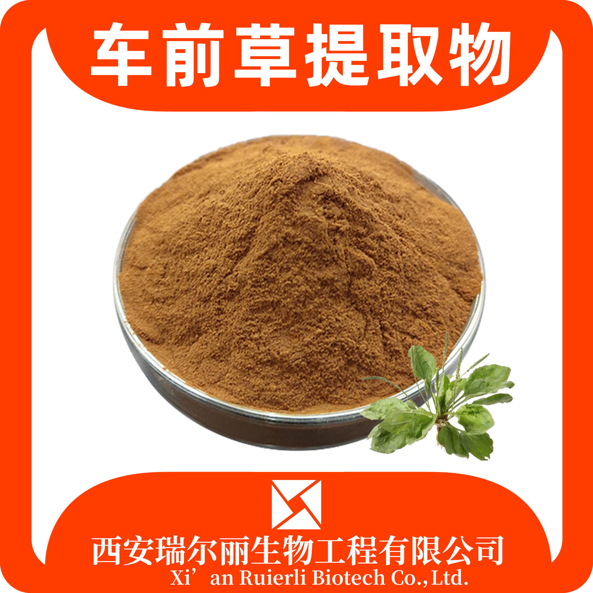 车前草提取物 水溶车前草粉 蛤蟆草粉 速溶浓缩粉 SC证 源头工厂