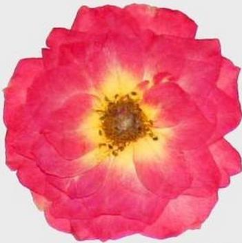 顺峰干花工艺厂干花经营部