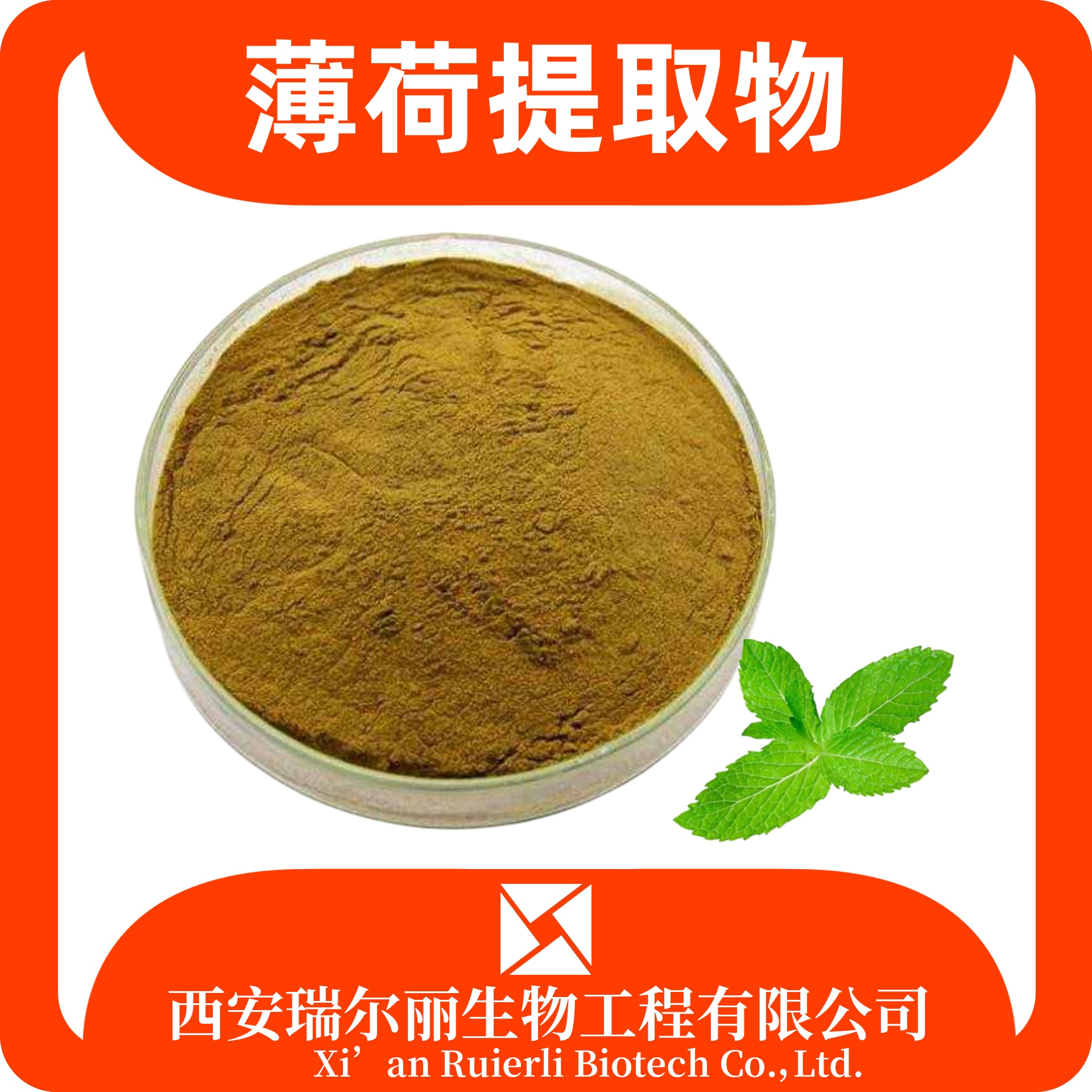 薄荷提取物10:1水溶性薄荷浓缩粉 薄荷粉 食品级 瑞尔丽生物 源头厂家