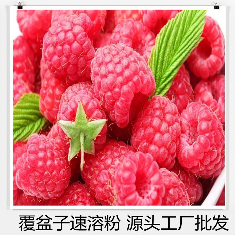 覆盆子速溶粉源头斯诺特生物包邮 三遍浓缩提取物粉