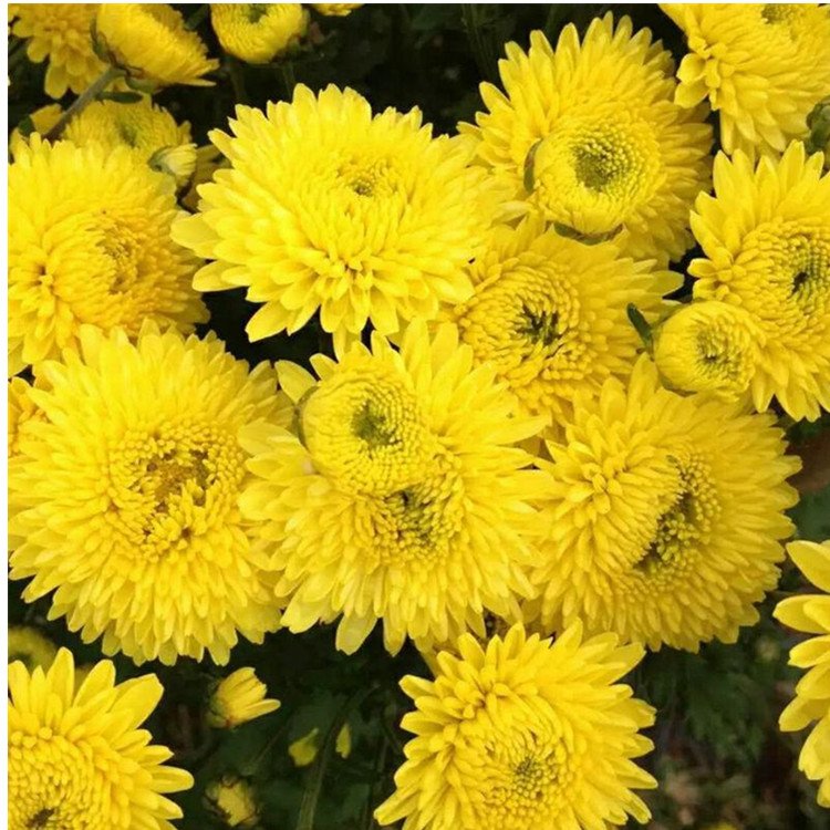 菊花粉 棕黄色精细浓缩提取 拆包打样水溶 可定制