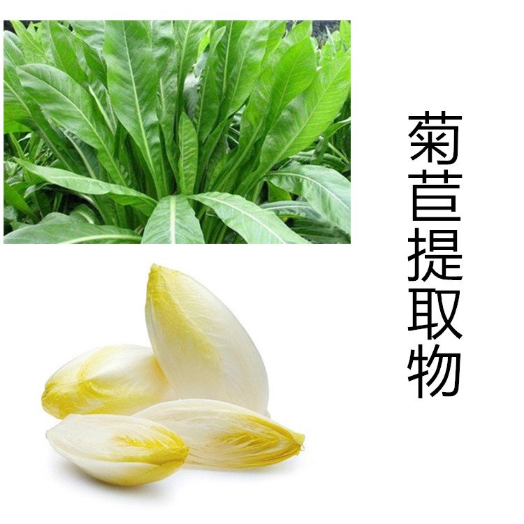 斯诺特 菊苣提取物 水溶浓缩喷雾干燥 可提供三方检测
