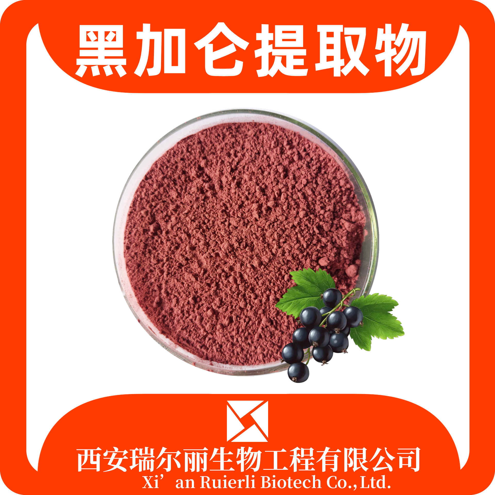 黑加仑提取物10:1 旱葡萄果粉 黑加仑浸膏 固体饮料 瑞尔丽生物