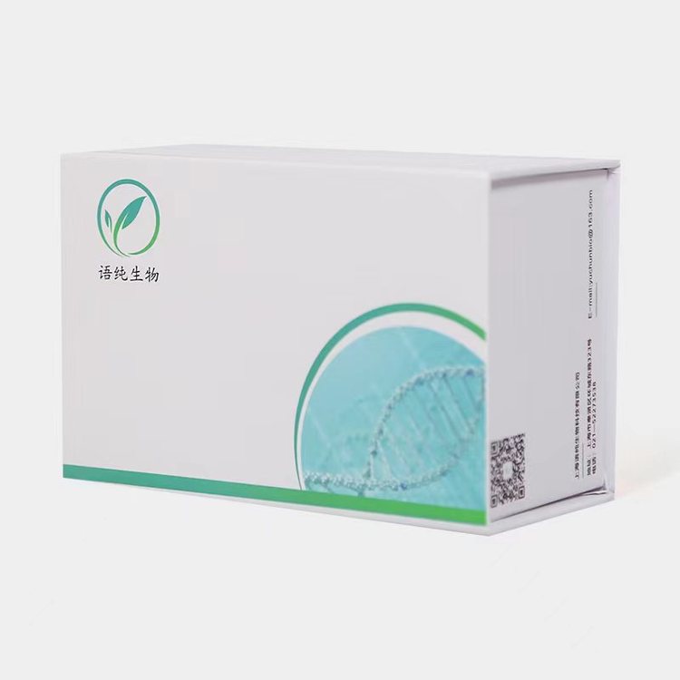 50 bp DNA Ladder