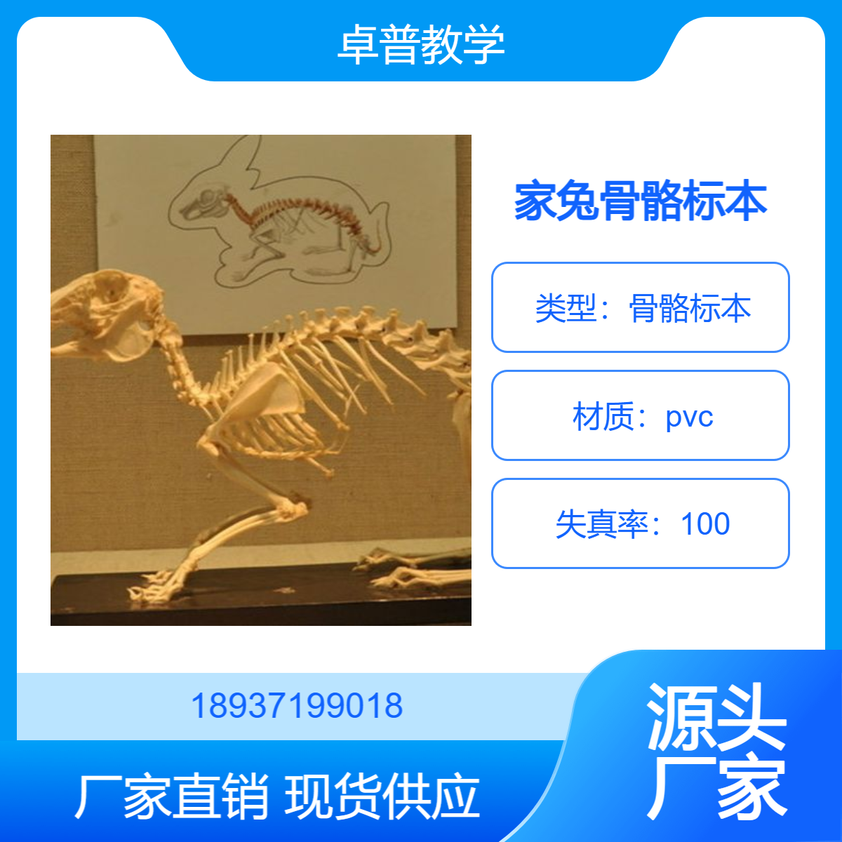 卓普教学 兔骨骼标本 展览馆用 各种动物研究骨骼样本展示品