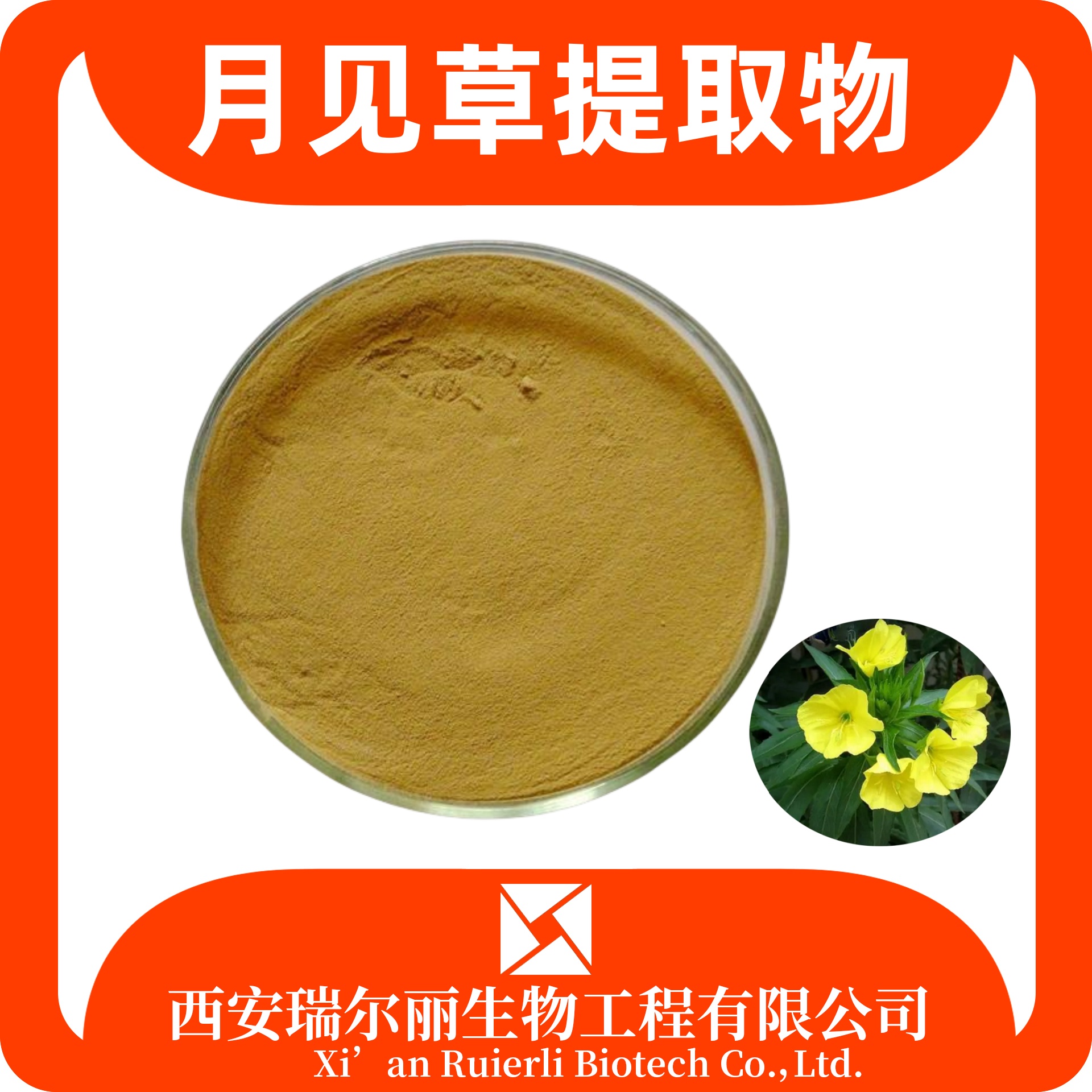 月见草提取物 速溶月见草粉 SC证可定制 食品原料 瑞尔丽生物 源头厂家