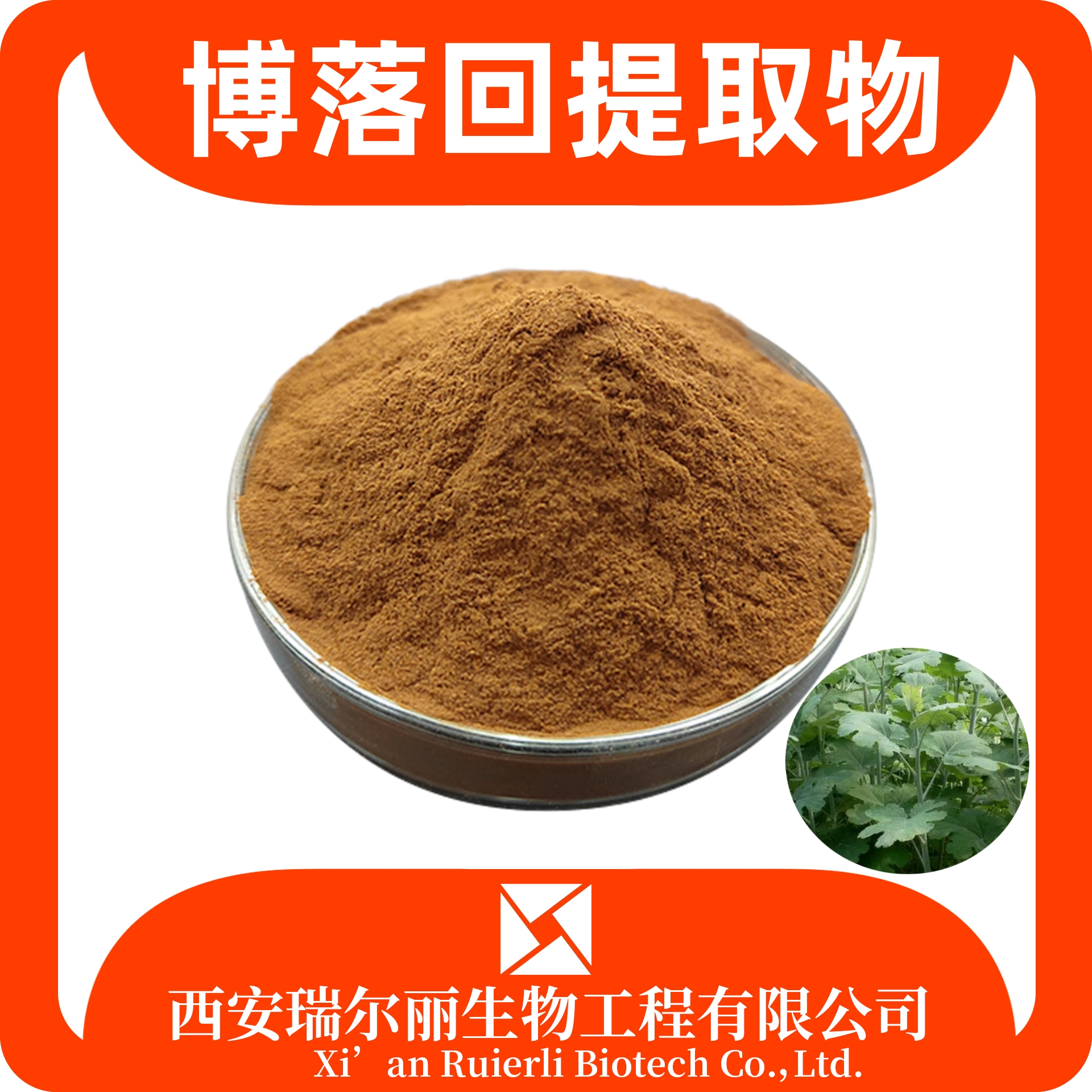 博落回提取物 水溶博落回粉 喷雾干燥 SC证可定制 源头工厂