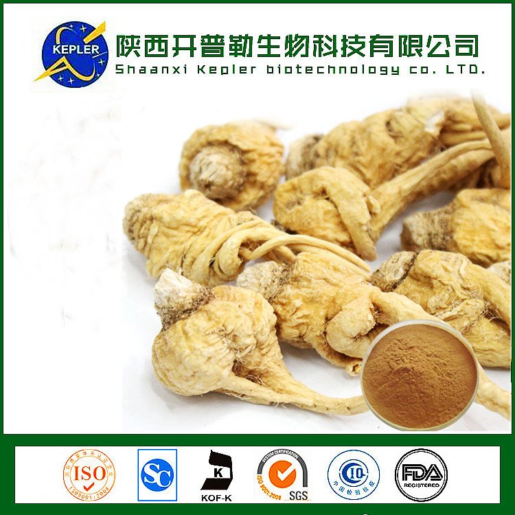 玛卡提取物 易溶于水 成品均匀细致 性状稳定 支持样品