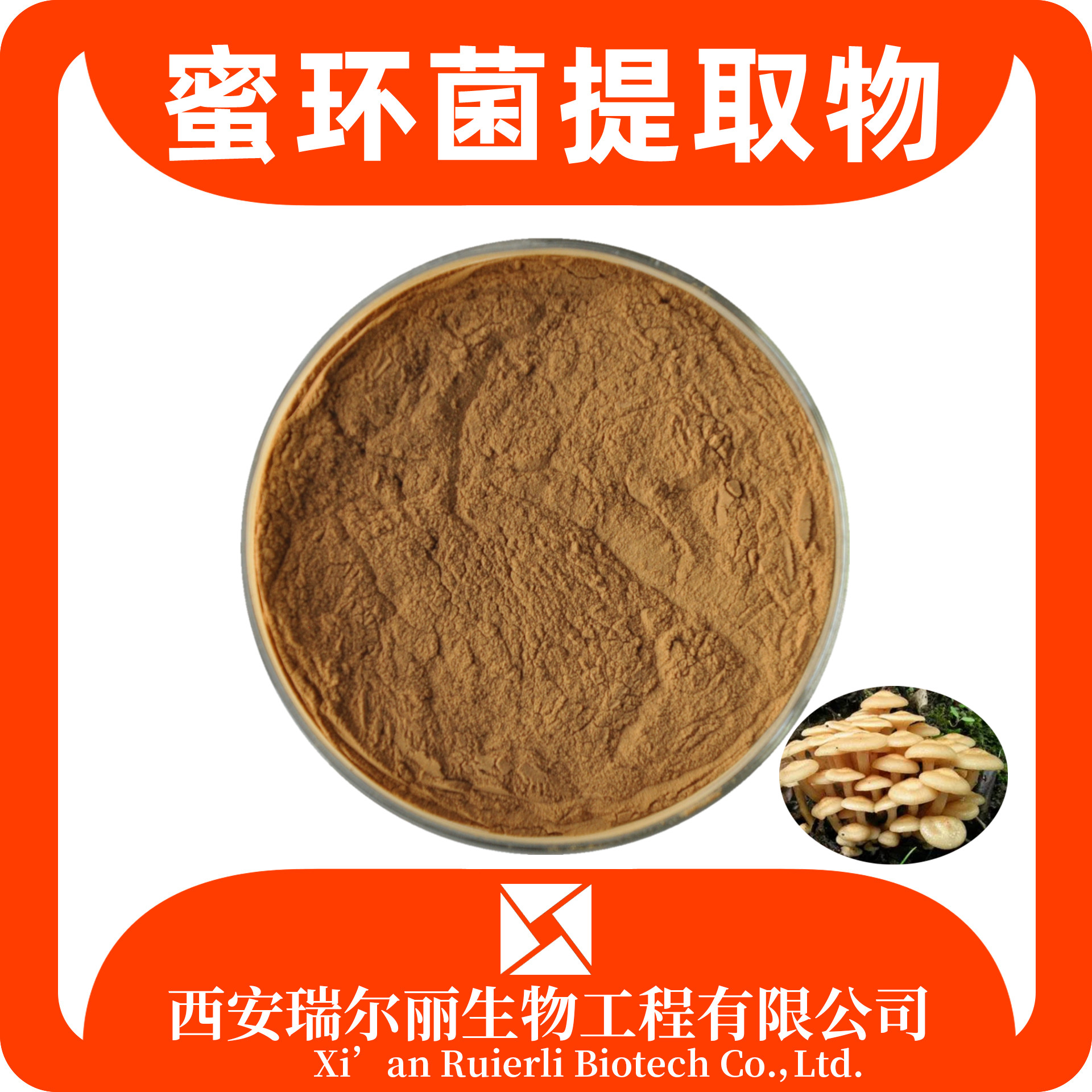 密环菌提取物10：1 蜜环菌多糖 蜜环菌粉/浸膏 瑞尔丽生物 源头厂家
