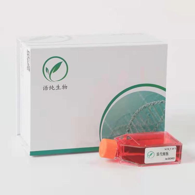 EM0032 小鼠颈静脉内皮细胞