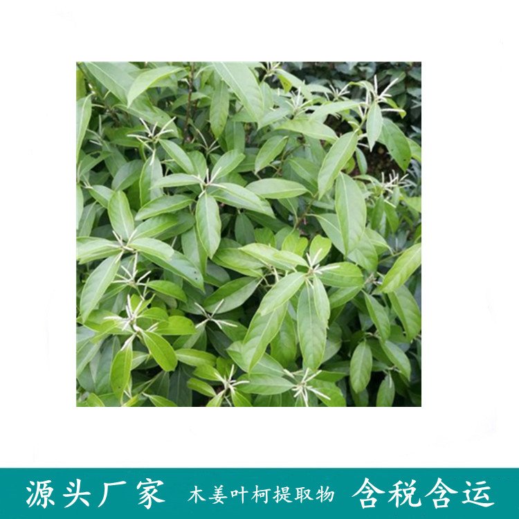 斯诺特 木姜叶柯粉 浓缩喷雾干燥水溶 棕黄色精细提取