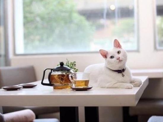 墙墙猫咖啡馆