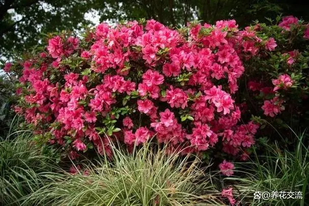 四季杜鹃花