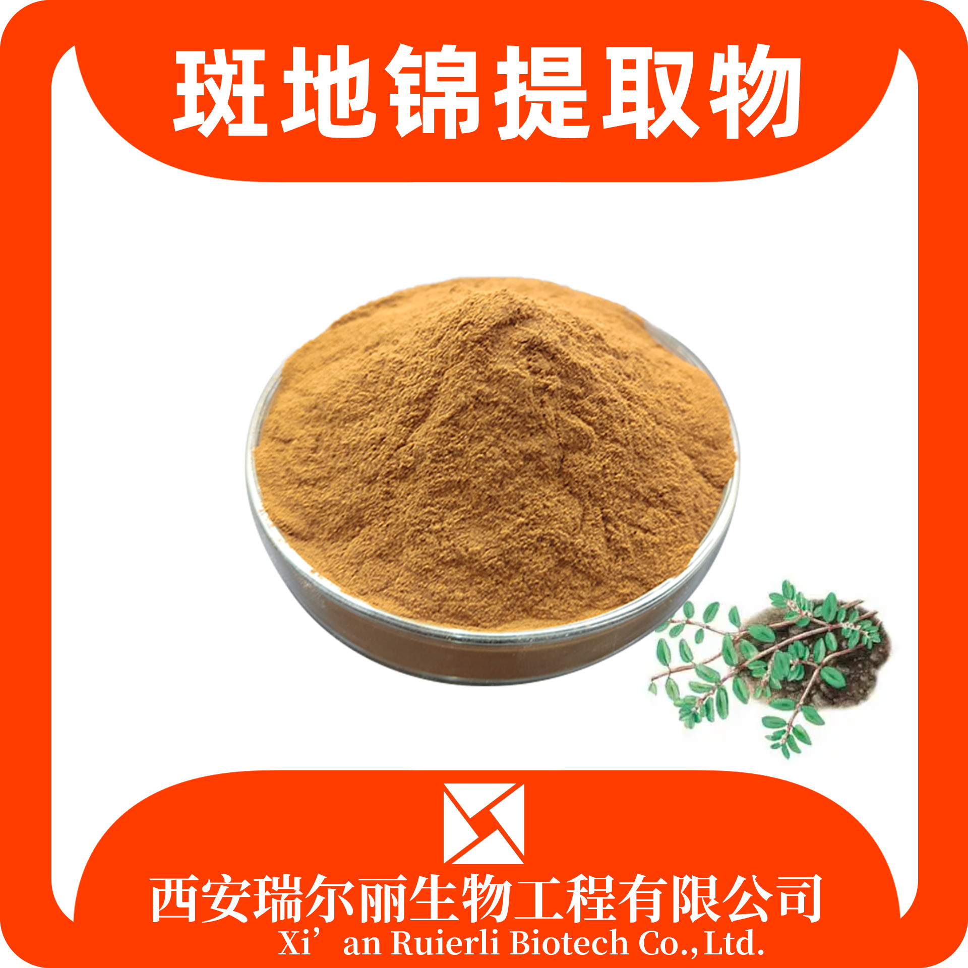 斑地锦提取物10：1斑地锦粉 血筋草浓缩浸膏 sc证 瑞尔丽生物