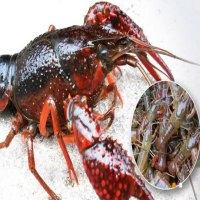 鲜流汇南美白对虾养殖