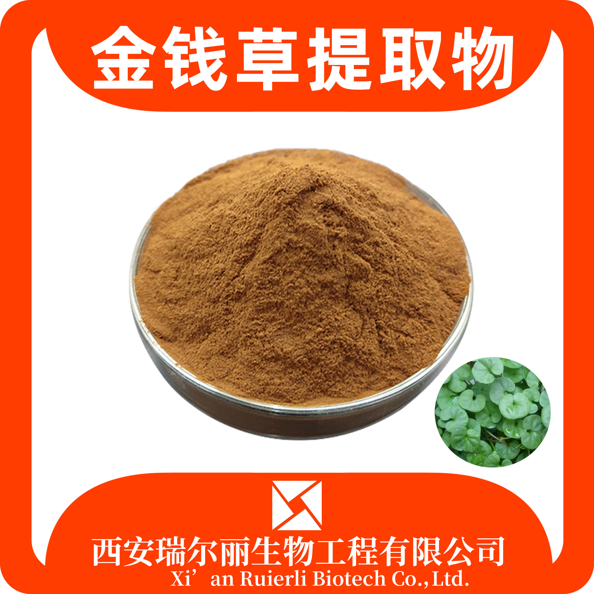 金钱草提取物 水溶金钱草粉 速溶浓缩粉 SC证 可定制 源头工厂
