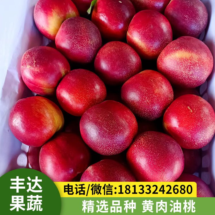 新鲜红皮黄肉油桃 精品现摘水果 全国发货 精美包装