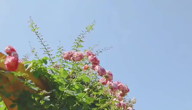 视频