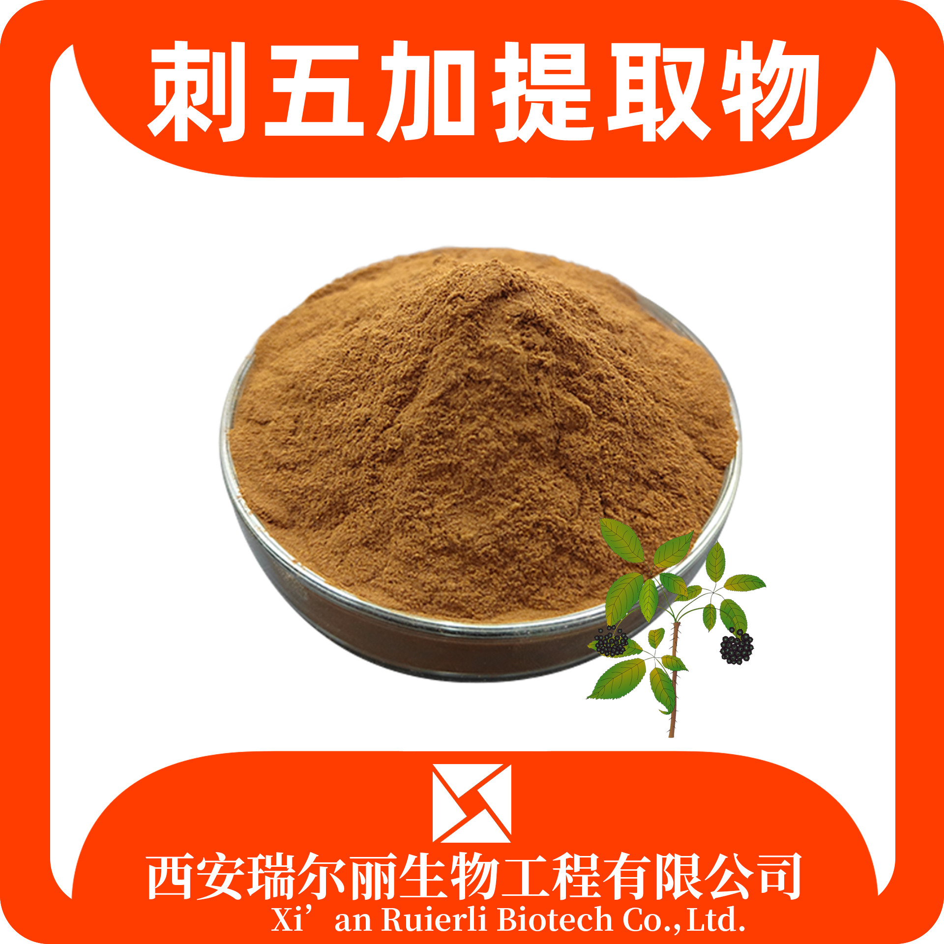 刺五加提取物10：1 速溶刺五加粉/浸膏 刺五加皂甙 源头厂家