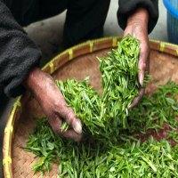凤凰单枞茶业