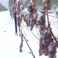 辽礼沫澳冰酒