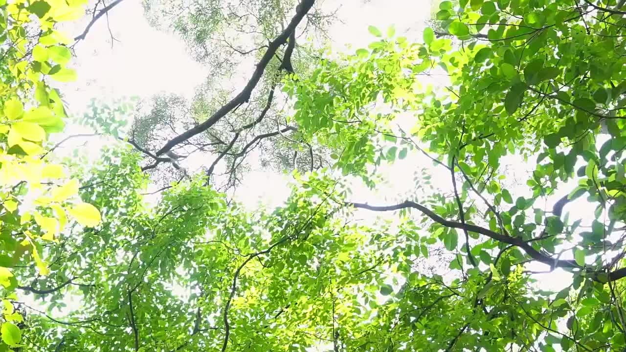 视频
