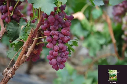 硼达牌20年行业经验叶面喷施硼肥无残留无毒害快速溶解