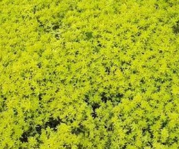 人工种植黄金草