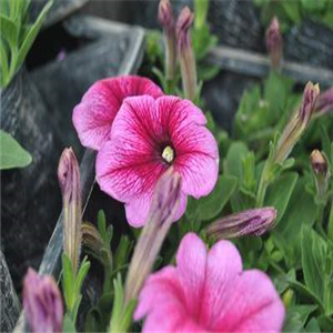 沪花拾者