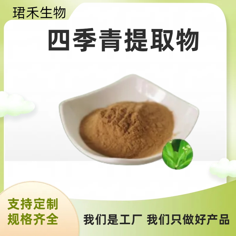 四季青提取物 水溶四季青粉 浓缩粉/浸膏 多种规格可定制