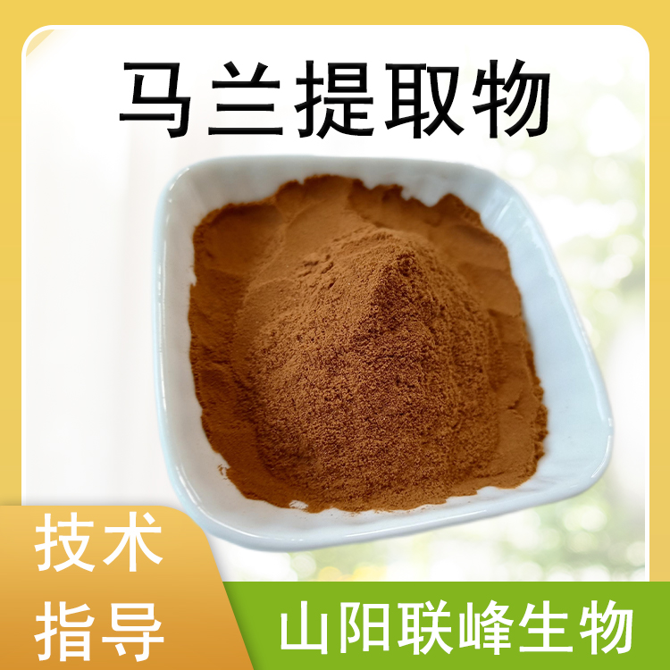 马兰提取物 10：1水溶浓缩粉 植物萃取原料喷雾干燥 支持定制 1公斤/包