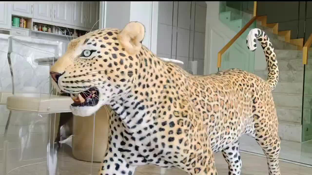 视频