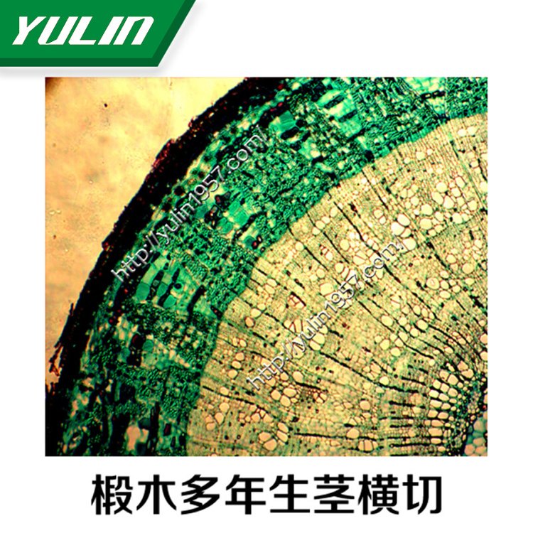 生物仪器切片 标本玻片 椴木多年生茎横切玻片 显微镜配件