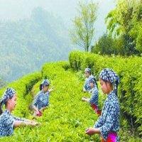绿源茶业