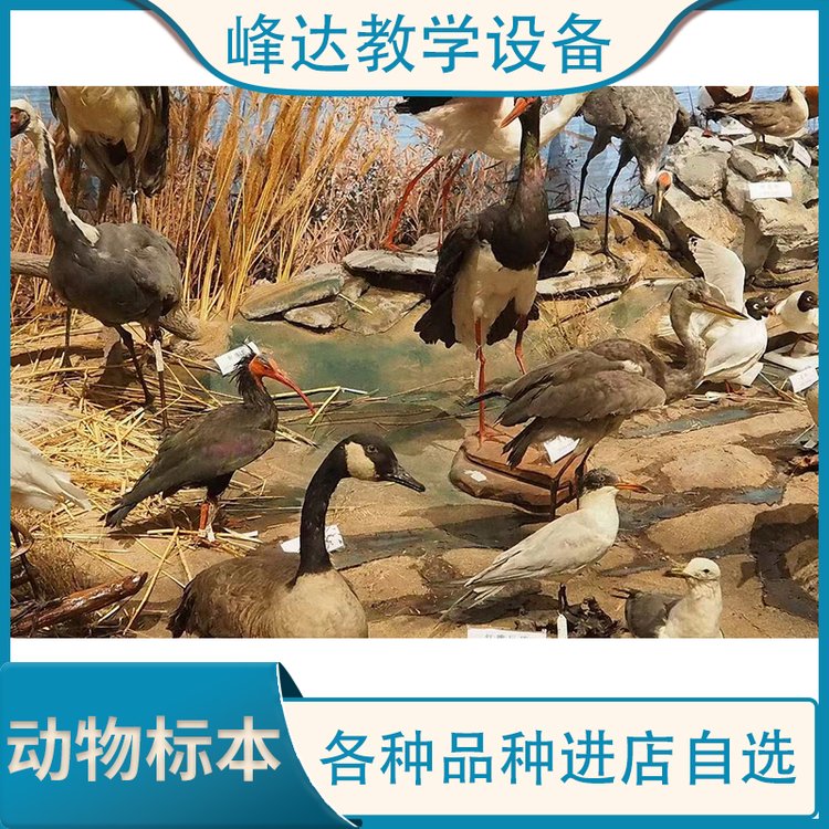峰达教学 动物标本 高仿真动物模型展示 有需定制