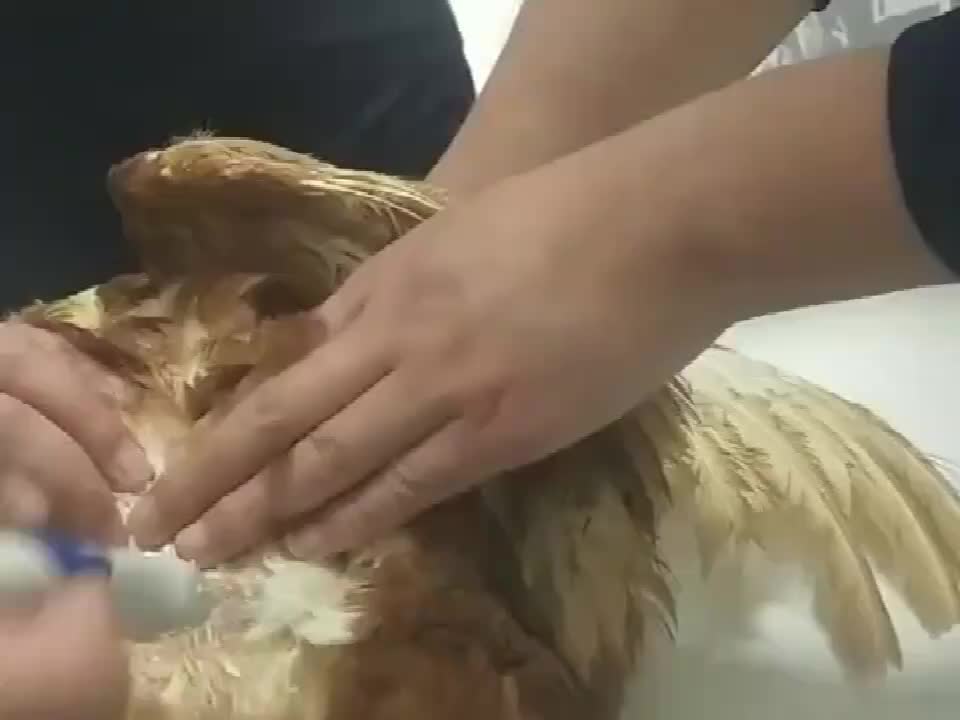 视频