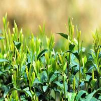 龙润茶业集团