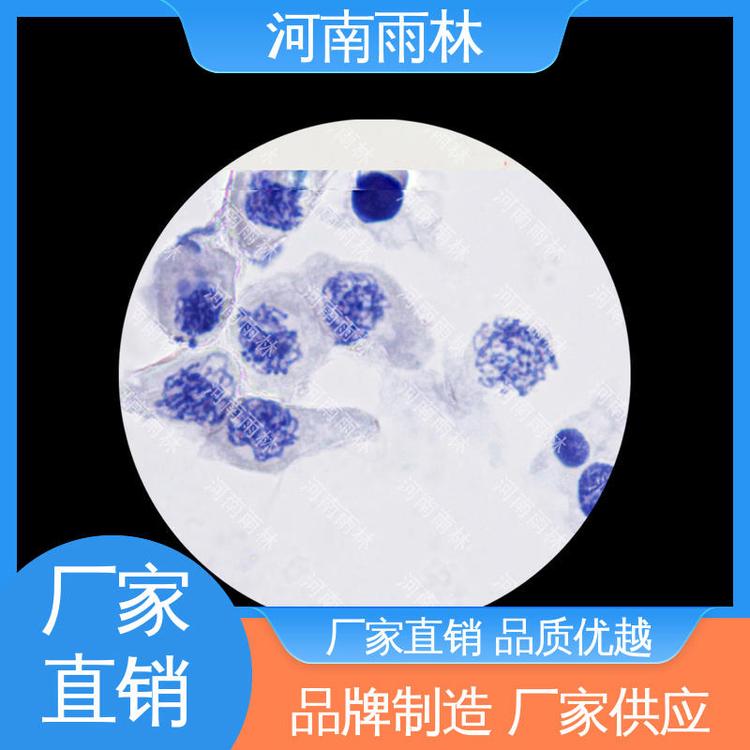 性价比高 个性化定做 植物标本 一对一质检 雨林教育