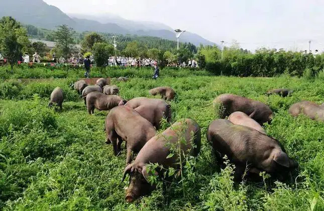 可乐猪养殖