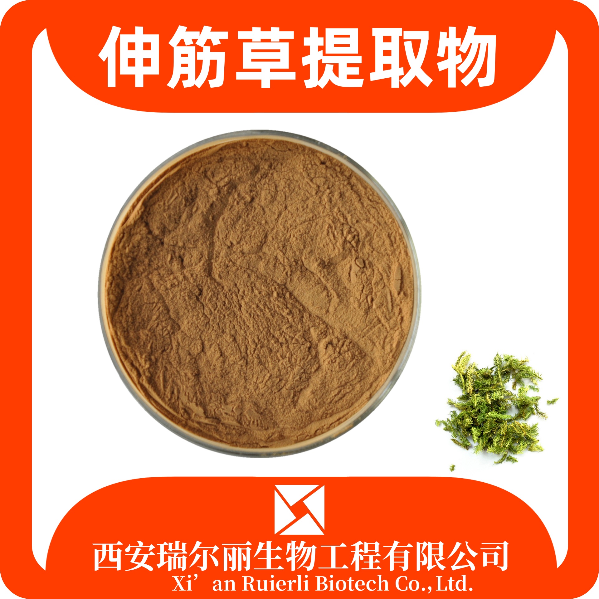 伸筋草提取物 速溶伸筋草粉 浓缩浸膏粉 可定制 瑞尔丽生物 源头厂家