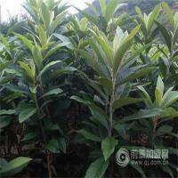 穆坞枇杷苗种植