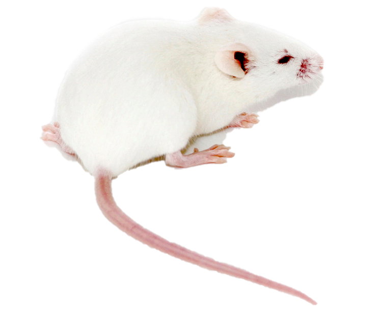 灵赋拓普生物科技 KM小鼠 商家服务专业 资质齐全