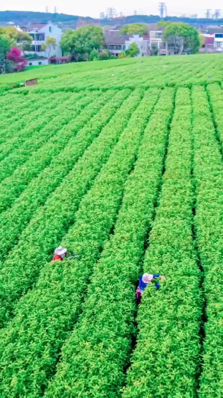 视频