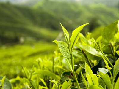 大益普洱茶